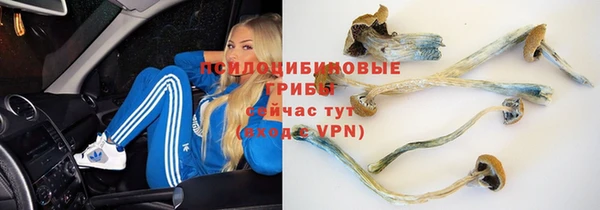 PSILOCYBIN Кодинск